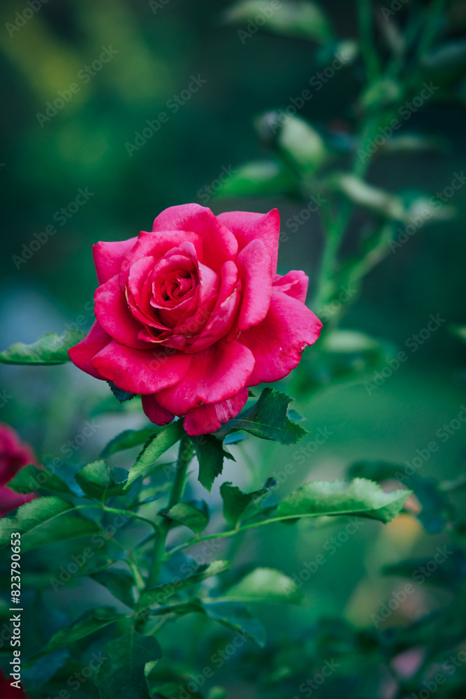 red rose in the garden red rose in the garden