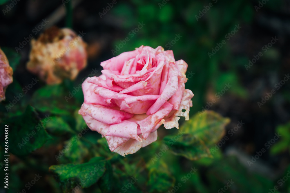 pink rose in garden pink rose in garden