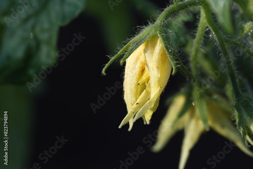 Yellow bud of a tomato flower among green leaves on a dark background