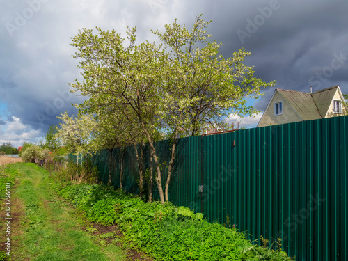 Road in the countryside. Suburban area with cherry blossoms and a garden.