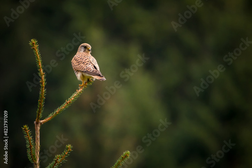 a kestrel female, falco tinnunculus, perched on a spruce tree at a spring day