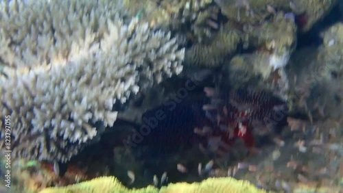 Red coral grouper, scientific name is Cephalopholis miniata, it is predator fish inhabiting coral reefs of the Red Sea, Sinai, Middle East  photo