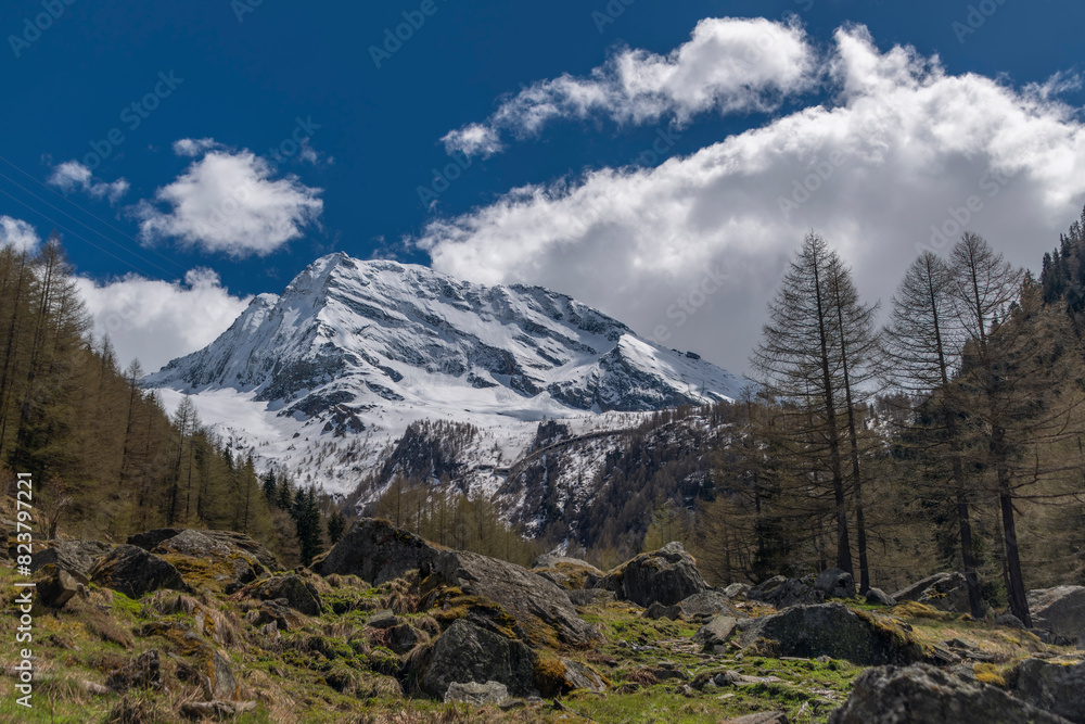 Fototapeta premium Spring meadow under Simplonpass with blue sky in sunny day