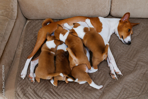 Puppy feeding  photo