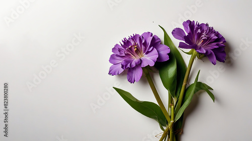 A white background with a collection of purple flowers and space for text. 