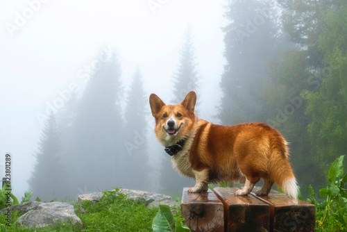 Beautiful red dog, wet corgi in the misty mountains during spring rain