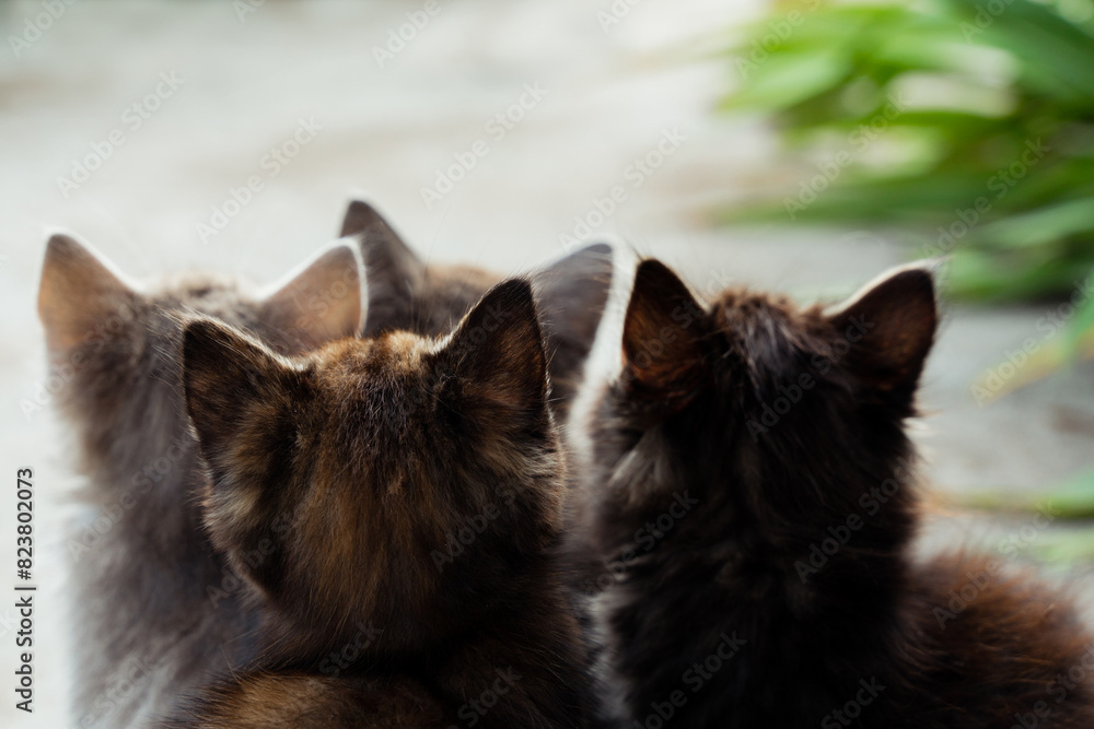 Fluffy little kitten heads from behind with copy space. Fluffy little kitten heads from behind with copy space.