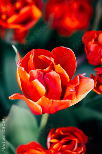 red and yellow roses