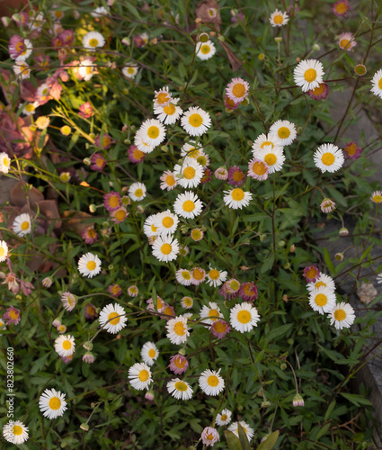 Floral. Wildflowers. Closeup view of Erigeron quercifolius daisies, also known as Southern fleabane, flowers of white petals blooming in the garden.