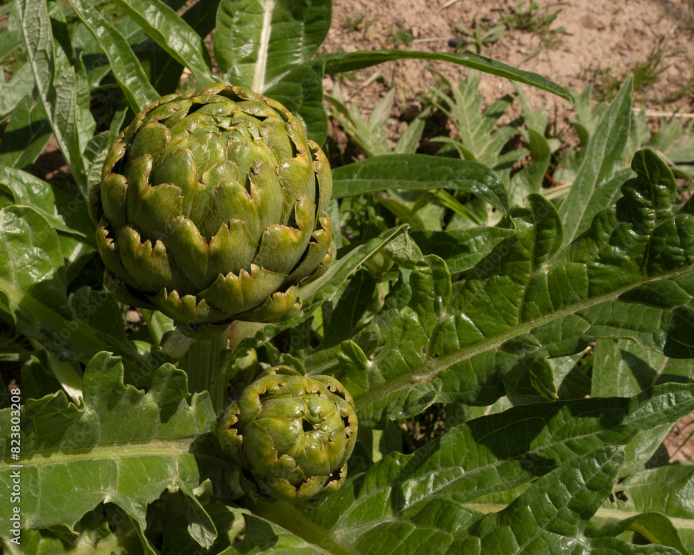 Fototapeta premium Agriculture. Organic goods. Closeup view of artichoke plant, Cynara cardunculus, edible fruit and green leaves.