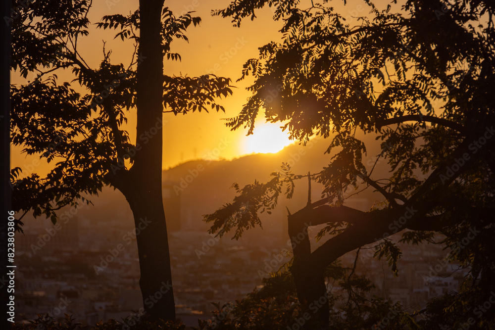 sunset through trees in barcelona, spain sunset through trees in barcelona, spain