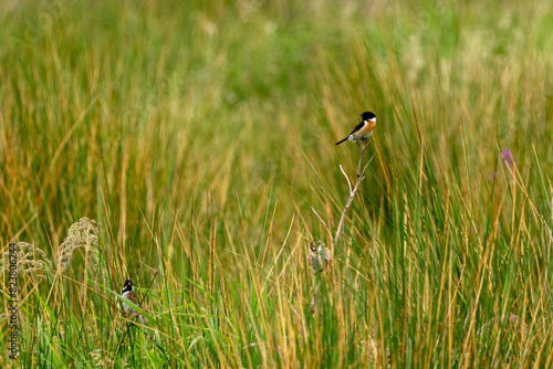 Wallpaper Mural European stonechat with reed bunting Torontodigital.ca