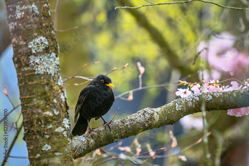 Blackbird sitting on a tree