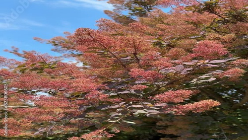 Wallpaper Mural Smoke Bush Purple Cotinus coggygria tree, vertical video. Torontodigital.ca