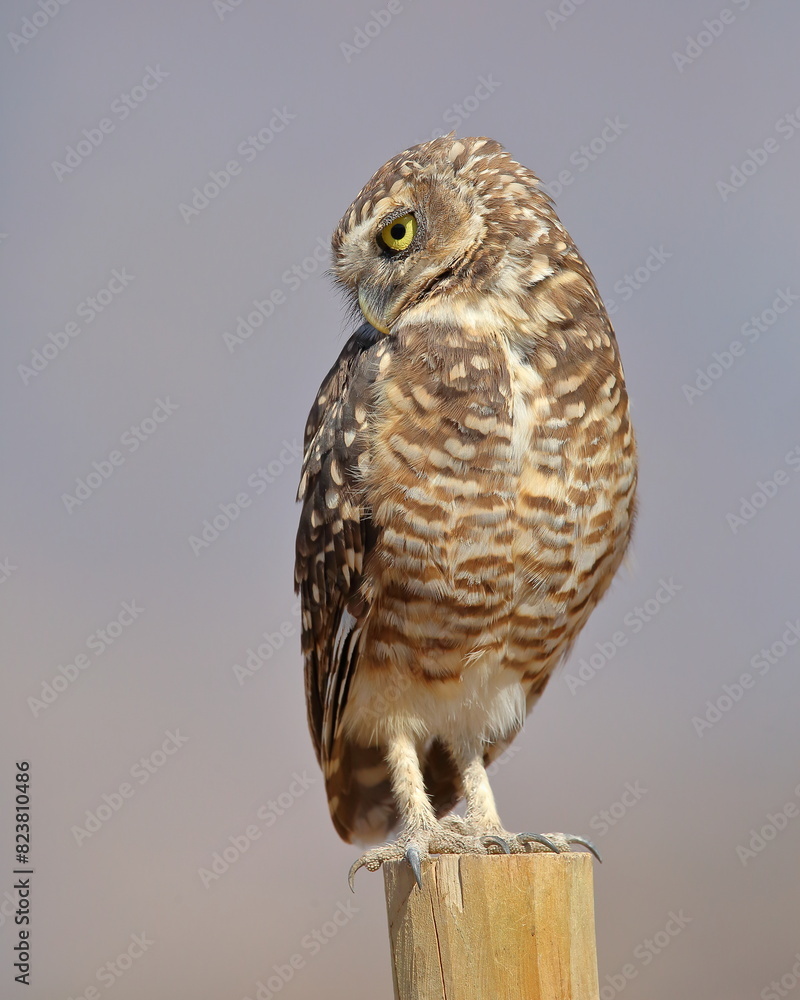 Pequén, búho, posado en un poste a la luz del sol Pequén, búho, posado en un poste a la luz del sol