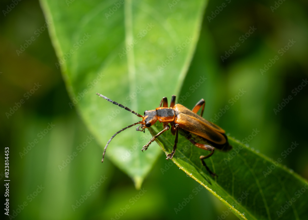 Margined Leatherwing Beetle Chauliognathus marginatus crawling up a green leaf Horizontal macro photo with copy space Margined Leatherwing Beetle Chauliognathus marginatus crawling up a green leaf Horizontal macro photo with copy space
