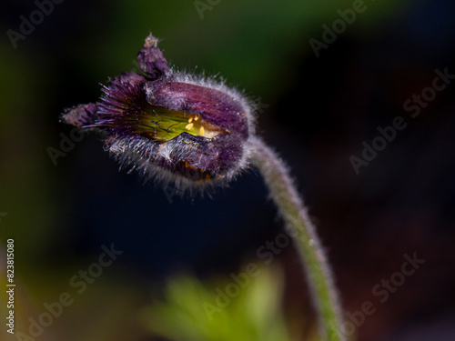 the most beautiful flowers photo