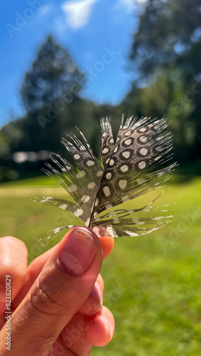 guinea fowl feather