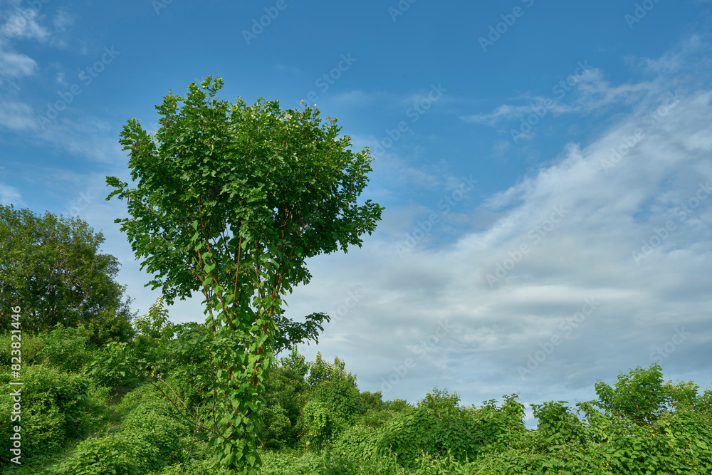 Fototapeta premium arbol