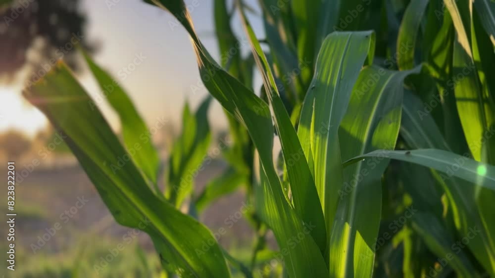 Close-up green corn on the field. Agriculture. The movement in the corn field on the background of bright sunlight Close-up green corn on the field. Agriculture. The movement in the corn field on the background of bright sunlight