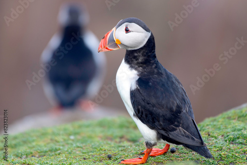 Puffins