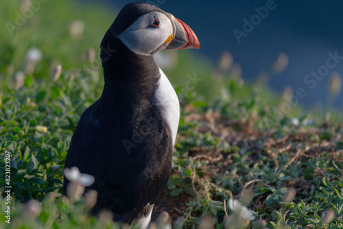 Puffins