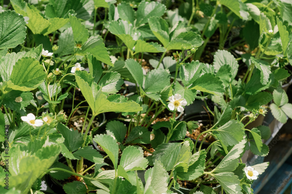 strawberry plant flowering strawberry plant flowering