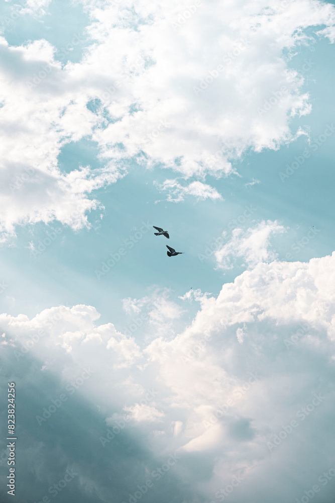 birds in the sky birds in the sky