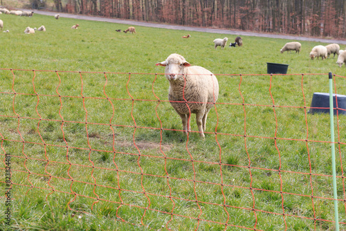 Cute sheep on a snowless winter field. Electric fence in the foreground