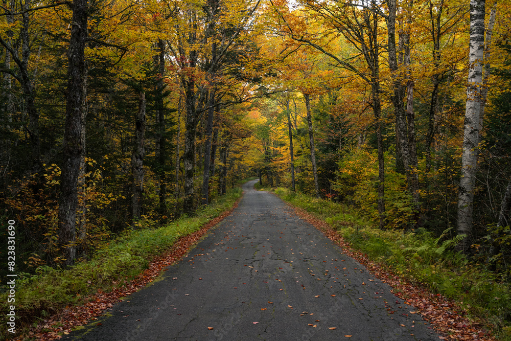 Golden Autumn Tunnel Golden Autumn Tunnel