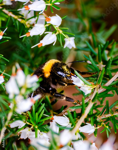 Bumblebee on a flower