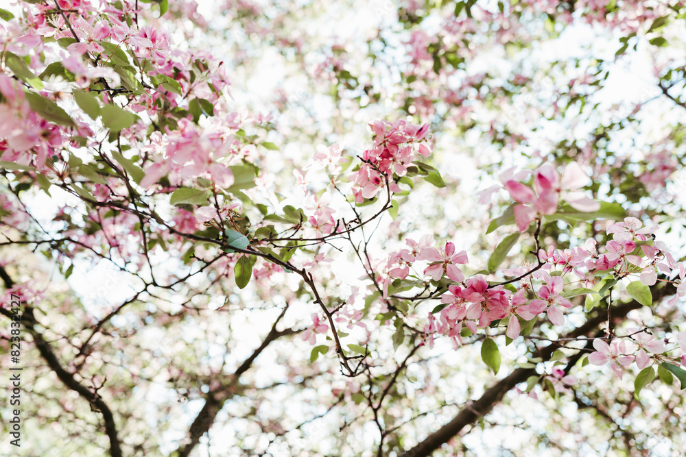 Branches of flowering apple trees in garden. Branches of flowering apple trees in garden.