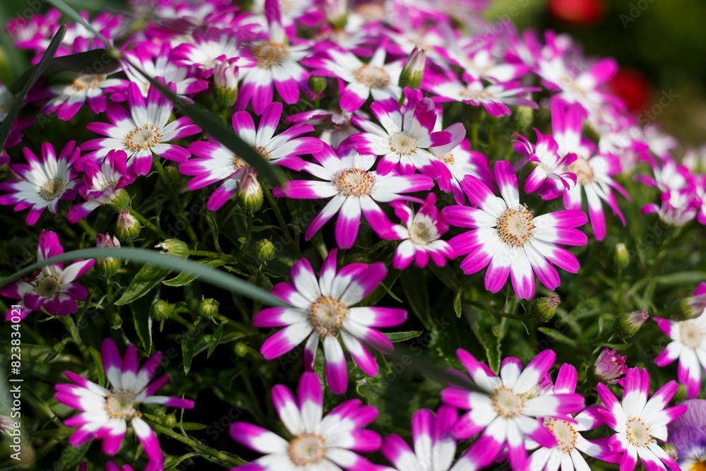 Fototapeta premium Pericallis cruentus also known as cineraria florist's cineraria or common ragwort. Spring bouquet