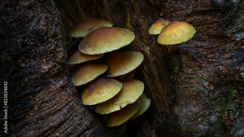 Hongos en bosque