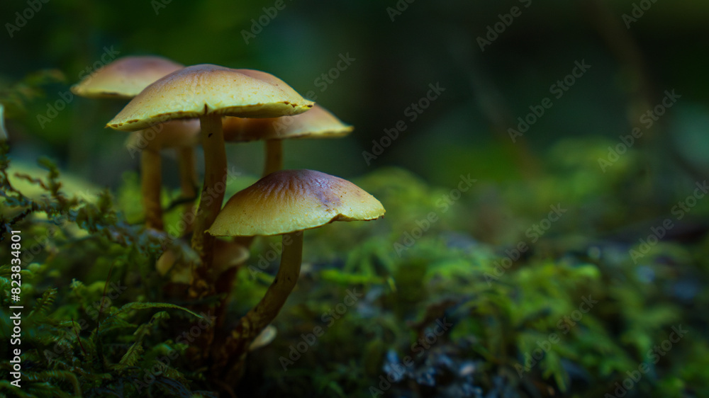 Hongos en bosque Hongos en bosque
