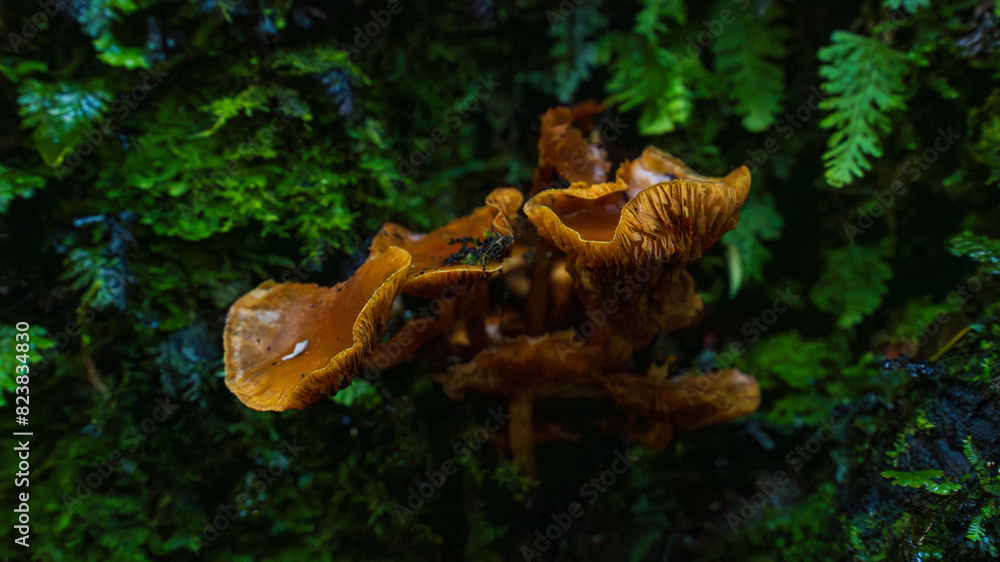 Obraz premium Hongos en bosque