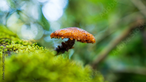 Hongos en bosque