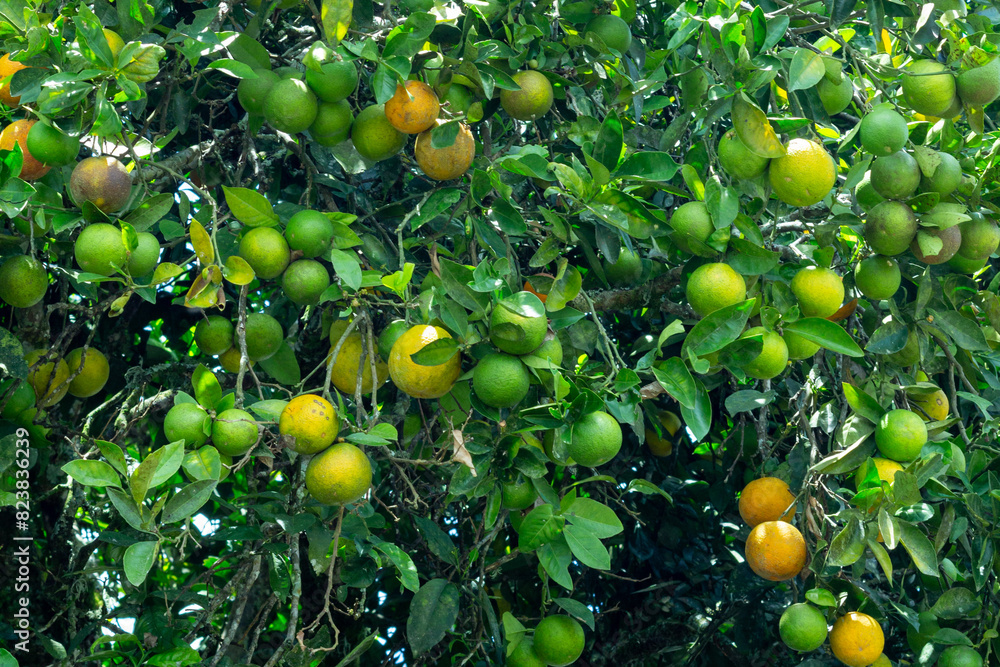 Many oranges on a tree in an orange plantation. Jerico, Antioquia, Colombia Many oranges on a tree in an orange plantation. Jerico, Antioquia, Colombia