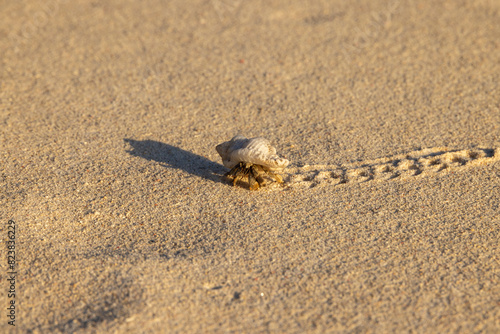 Hermit Crab photo