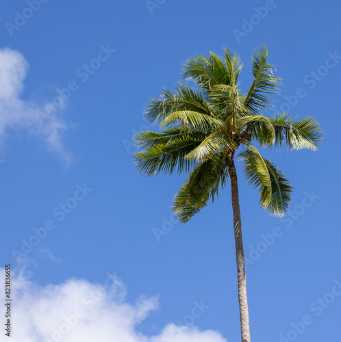 Tall Palm Tree photo