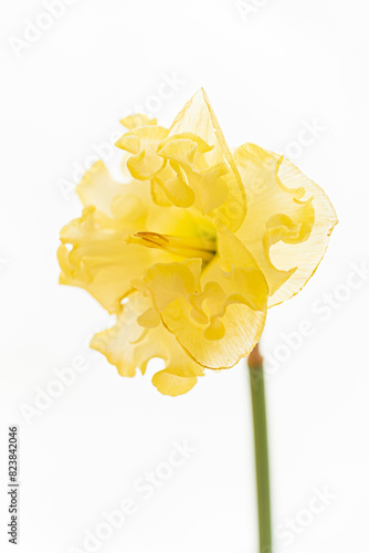 fresh narcissus on the whtie