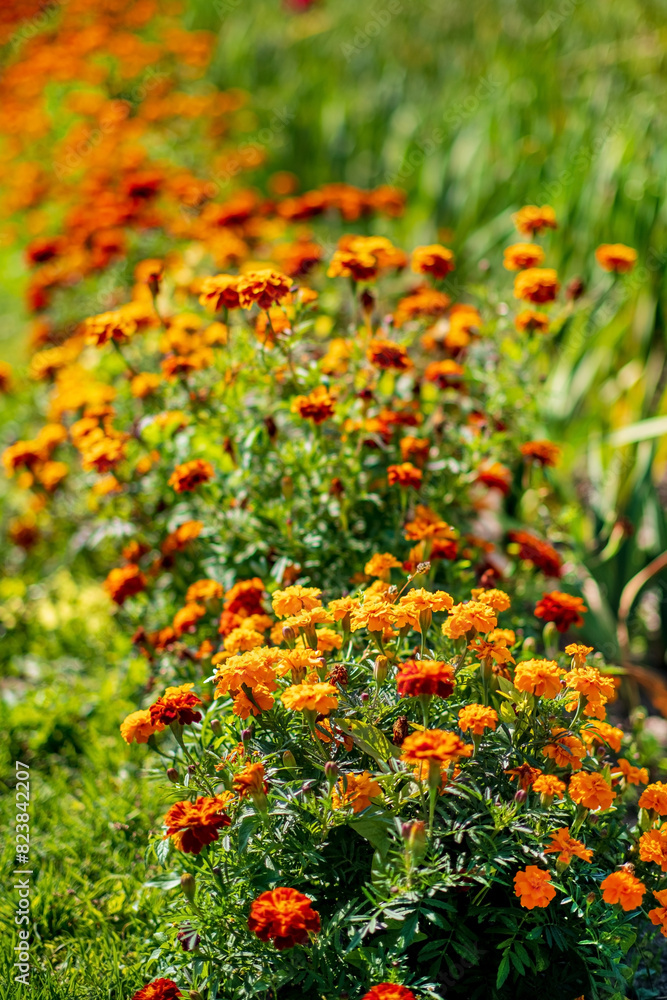 Beautiful orange marigold flowers in garden