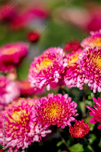 Chrysanthemum Blooming in The Garden