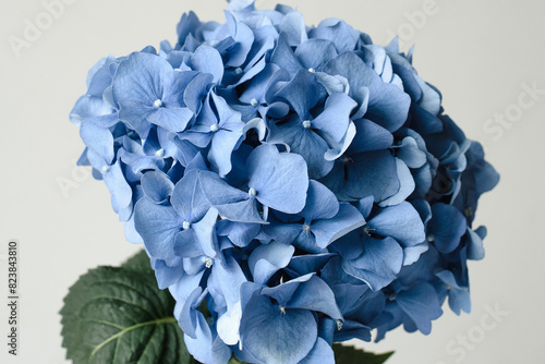 Big blue hydrangea flower  photo