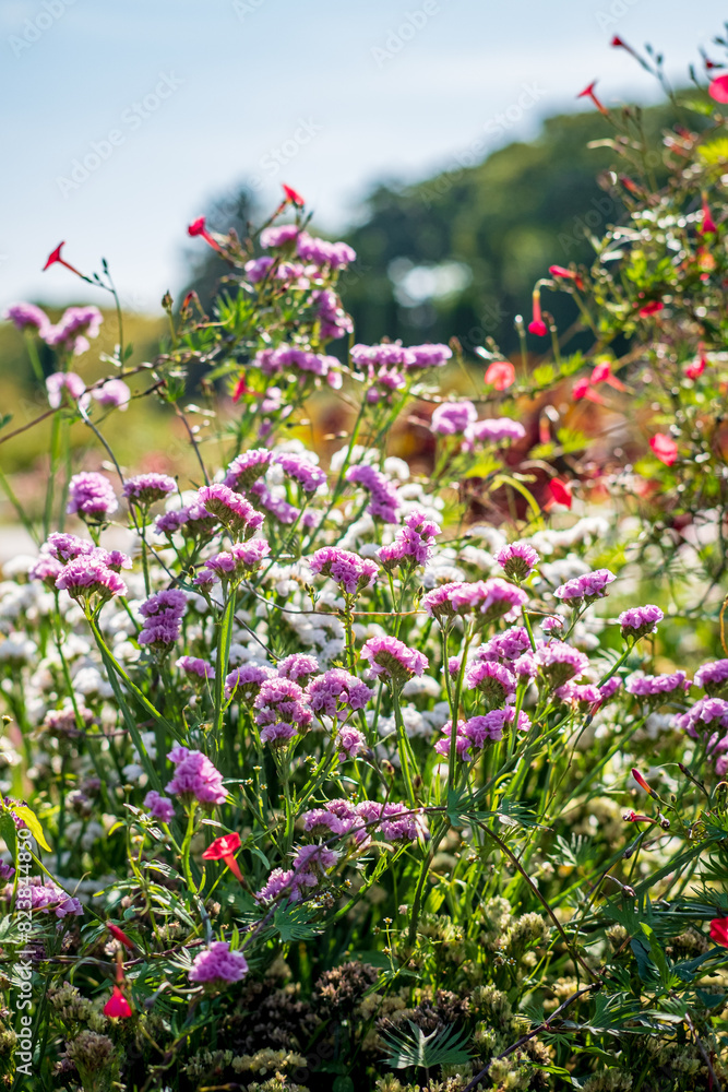 Fototapeta premium summer garden