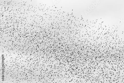 Black and white image of hundreds of tiny birds en masse photo