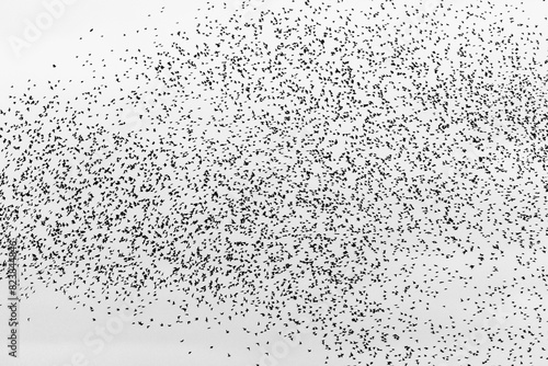 Black and white image of a mass of tiny birds in flight. photo