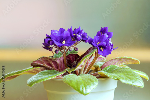 Homemade bright blue African violet in a ceramic pot.