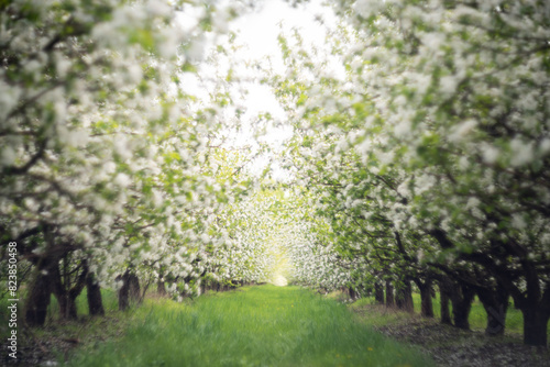 The apple orchard is in bloom selective focus