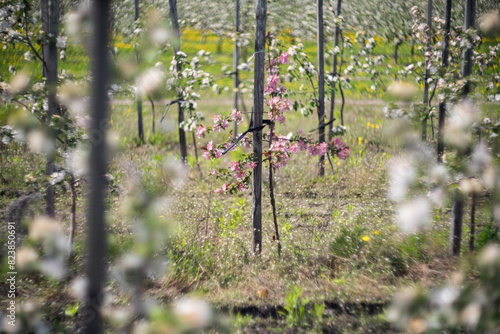 A lonely tree with pink flowers among white